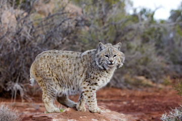 Lynx rufus / Lynx roux