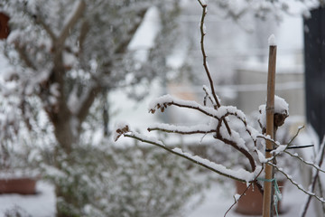 Snow in the Friuli hills