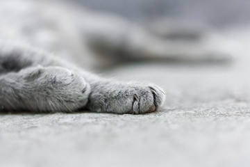 Fototapeta na wymiar gray tabby cat sleeping on the pavement pet summer daylight