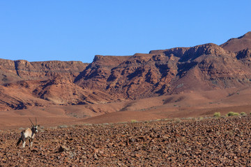 Spießbock (Oryx gazella), Damaraland, Kunene Region