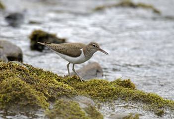Tringa hypoleucos / Chevalier guignette