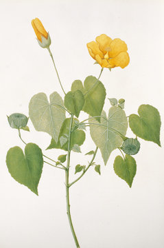 Illustration  botanique / Abutilon indicum ssp. albescens