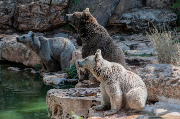 Three different bears