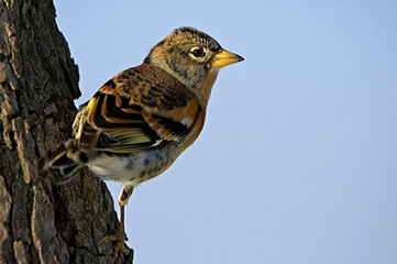 Fringilla montifringilla / Pinson du Nord