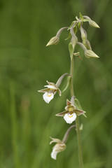 Epipactis palustris / Helléborine des marais