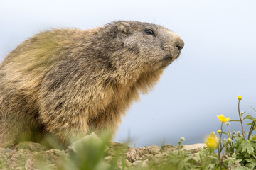 Marmota marmota / Marmotte