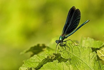 Calopteryx virgo / Caloptéryx vierge
