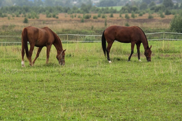 Naklejka na ściany i meble summer landscape with of a pair of horses