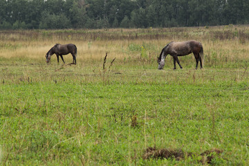 summer landscape with of a pair of horses