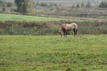 summer landscape with buckskin horse on pasture