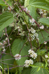 Cuscuta europaea / Cuscute d'Europe