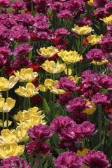 Fototapeta na wymiar open bright yellow and purple tulips on the lawn