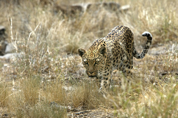 Panthera pardus shortridgei / Léopard / Panthère