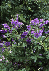Geranium x magnificum / Géranium magnifique