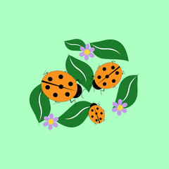 Ladybird isolated on leaf