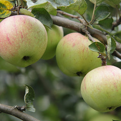 yummy apple on a branch
