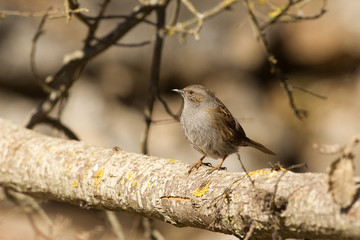 Prunella modularis / Accenteur mouchet