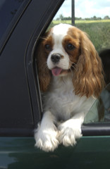 Chien / race Cavalier King Charles