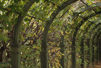 pergola in the autumn park
