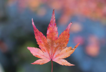 close up red leaf  in autumn Japan