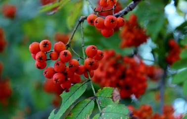 Rowan berries, red Rowan, the crop of Rowan berries, berries for birds, red Rowan berries in the leaves