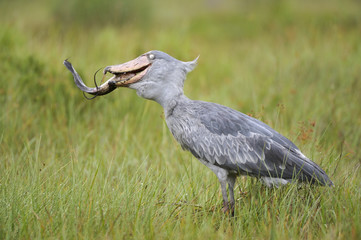 Balaeniceps rex / Bec-en-sabot du Nil