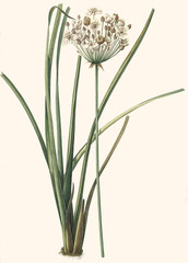 Illustration botanique / Butomus umbellatus / Butome en ombelle