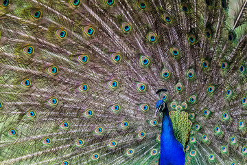 Fototapeta premium Peacock showing off to a mate