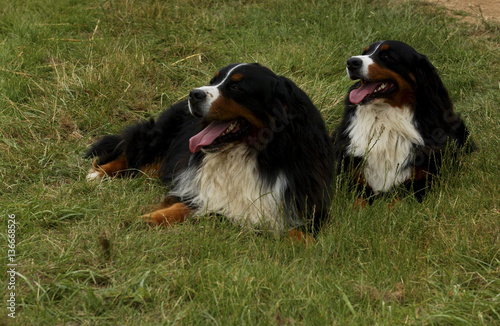 Chien Race Bouvier Bernois Stock Photo And Royalty Free