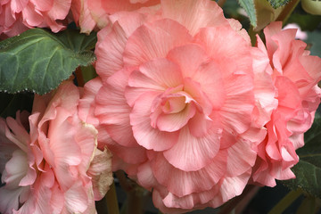 Begonia x tuberhybrida / Bégonia tubéreux