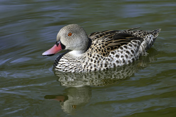 Anas capensis / Sarcelle du Cap