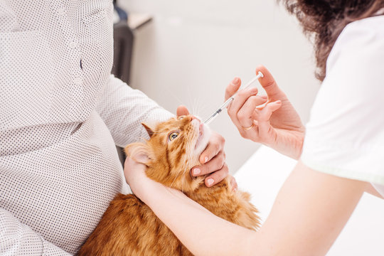 Cat Getting A Pill From Veterinarians Hand At Vet Clinic.