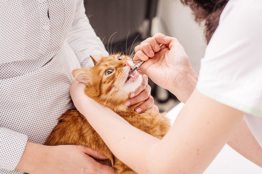 cat getting a pill from veterinarians hand at vet clinic.