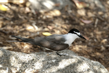 Sterna anaethetus / Sterne bridée