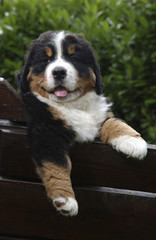 Chien / Race : Bouvier Bernois
