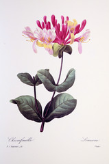 Lonicera sp. / Chèvrefeuille