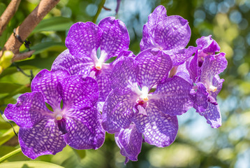 Beautiful purple orchid, Vanda.