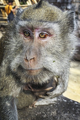 Indonesian monkey