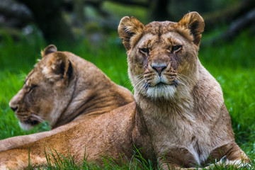 Fototapeta premium Two African Lions