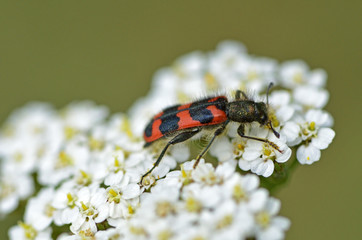 Trichodes alvearius / Clairon des ruches