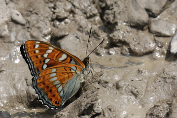 Limenitis populi / Grand sylvain
