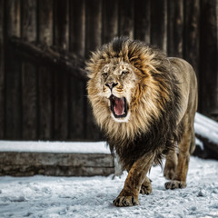 Portrait of a Beautiful lion