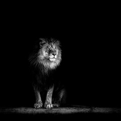 Naklejka premium Portrait of a Beautiful lion, lion in dark