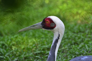 Grus vipio / Grue à cou blanc