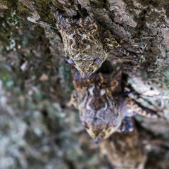 Long-Nosed Bats