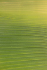 Tropical Green Leaf Abstract Pattern