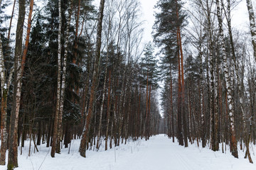 Photo of winter forest scenery
