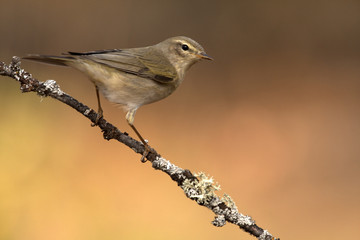 Willow warbler. Phylloscopus trochilus
