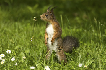 Sciurus vulgaris / Ecureuil roux