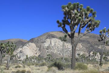 Fototapeta na wymiar Yucca brevifolia / Arbre de Josuée